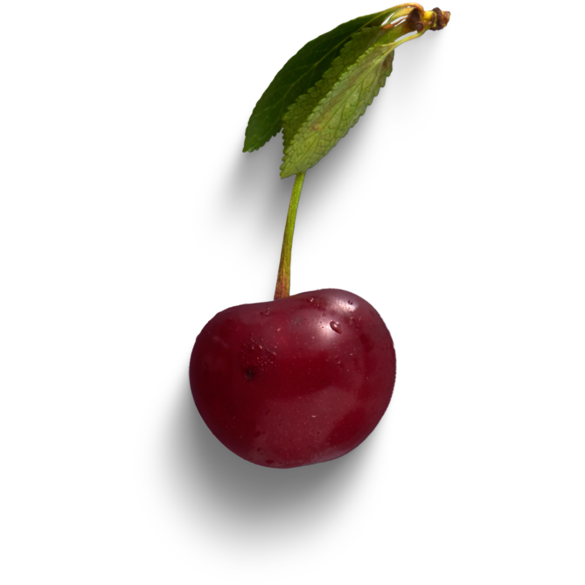 The Little Purple Barn (Cherries Active) — MurrayFamilyFarms